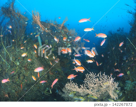伊豆・伊東の海に群れるサクラダイとナガハナダイ 伊豆・伊東の海に群れるサクラダイとナガハナダイ 142267872