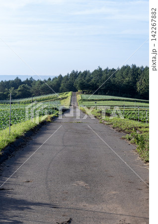 夏の嬬恋村のキャベツ畑と農道 夏の嬬恋村のキャベツ畑と農道 142267882