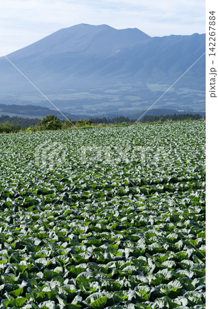 夏の嬬恋村に広がるキャベツ畑と浅間山の風景 夏の嬬恋村に広がるキャベツ畑と浅間山の風景 142267884