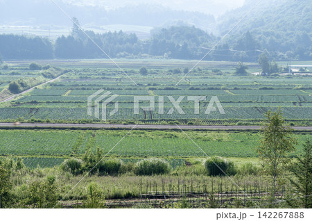 朝靄に包まれる広大な夏の嬬恋村とキャベツ畑のパッチワーク風景 朝靄に包まれる広大な夏の嬬恋村とキャベツ畑のパッチワーク風景 142267888
