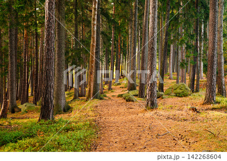 Trail. Autumn landscape with hiking trail in the mountain forest of the Karkonosze National Park in Poland, Europe Trail. Autumn landscape with hiking trail in the mountain forest of the Karkonosze National Park in Poland, Europe 142268604