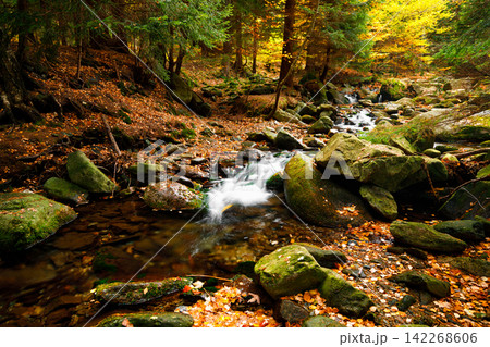 River. Autumn landscape with mountain river in the forest of the Karkonosze National Park in Poland, Europe 142268606