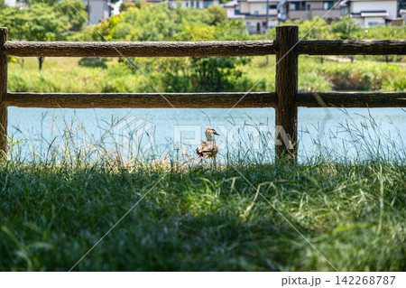 【#動物】水辺の木製フェンス越しに佇むカモ 142268787