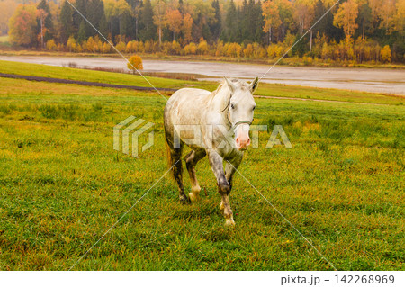 Gray horse grazing peacefully in an autumn field Gray horse grazing peacefully in an autumn field 142268969