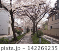 東京の桜並木の花吹雪 142269235