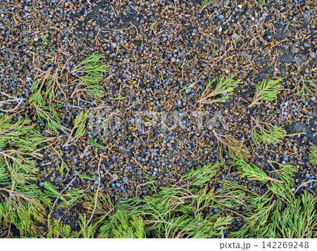 Texture of juniper berries and green foliage on dark soil. Forest floor background with scattered seeds and needles Texture of juniper berries and green foliage on dark soil. Forest floor background with scattered seeds and needles 142269248