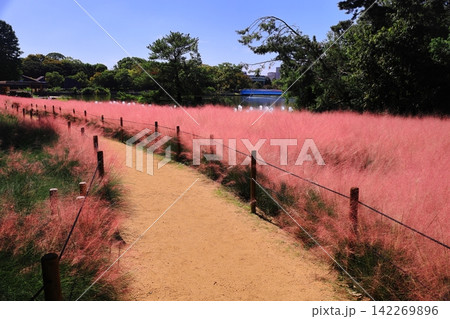 長居植物園（大阪市東住吉区）に咲くミューレンベルギア・カピラリス 142269896
