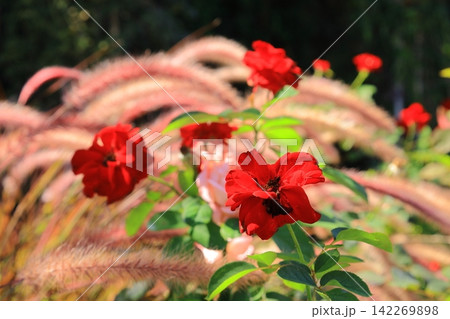 長居植物園(大阪市東住吉区)に咲くバラの花 長居植物園(大阪市東住吉区)に咲くバラの花 142269898