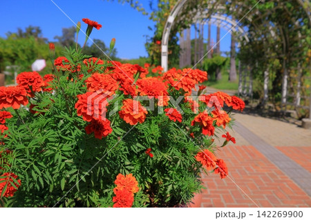 長居植物園(大阪市東住吉区)に咲くマリーゴールド 長居植物園(大阪市東住吉区)に咲くマリーゴールド 142269900