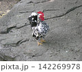 一羽の鶏 142269978