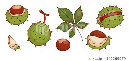 Autumn Chestnut Collection. Leaf Tree, Whole, Open And Peeled Brown Nuts In Spiky Green Husks. Isolated Colored Hand Drawn Doodle. Vector Illustrations On White Background. Botanical Fall Harvest Autumn Chestnut Collection. Leaf Tree, Whole, Open And Peeled Brown Nuts In Spiky Green Husks. Isolated Colored Hand Drawn Doodle. Vector Illustrations On White Background. Botanical Fall Harvest 142269979