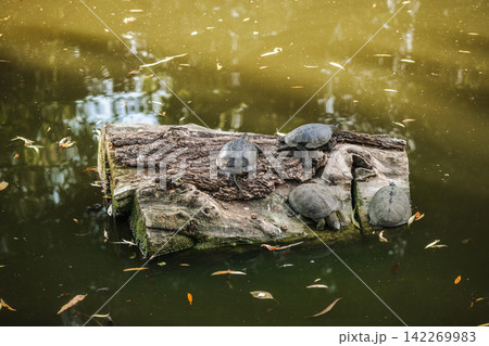 Several Turtles Resting on Weathered Floating Log in Pond Several Turtles Resting on Weathered Floating Log in Pond 142269983