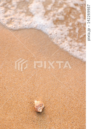 Small Spiral Seashell on Sandy Shore Beside Foamy Water Small Spiral Seashell on Sandy Shore Beside Foamy Water 142269987