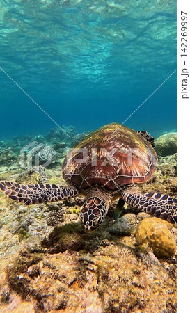 A green sea turtle (Chelonia mydas) eating algae among dense coral in a reef bustling with marine life. Dauin, Philippines A green sea turtle (Chelonia mydas) eating algae among dense coral in a reef bustling with marine life. Dauin, Philippines 142269997