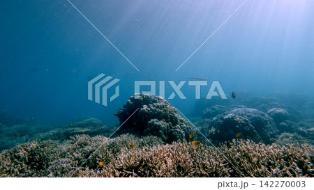 Serene underwater scene with light rays illuminating coral reefs and marine life creating a magical view. Dauin, Philippines Serene underwater scene with light rays illuminating coral reefs and marine life creating a magical view. Dauin, Philippines 142270003