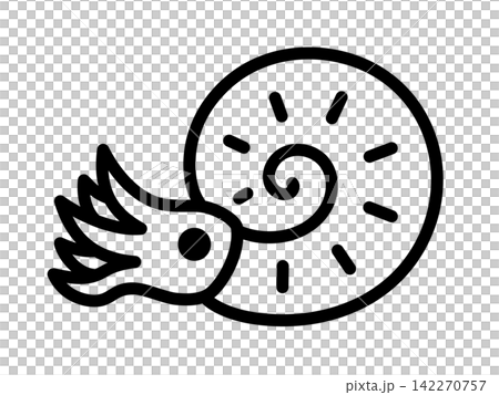 菊石圖示的簡單線條藝術插圖 142270757