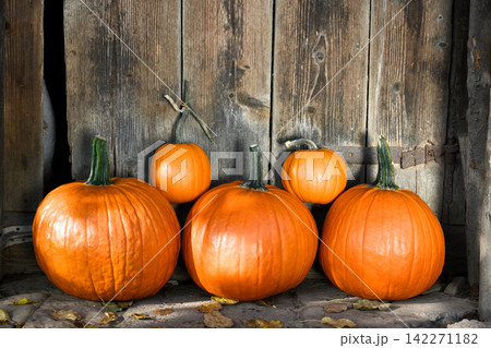 Harvest of orange pumpkins in a wicker garden basket 142271182