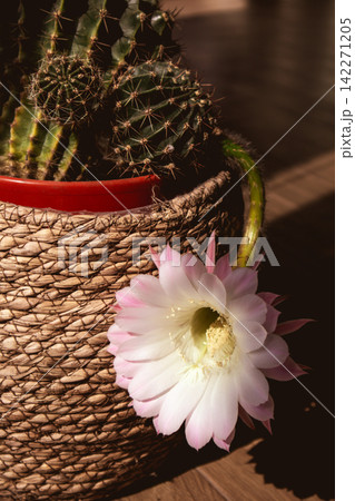 White cactus flower blooming beside a woven planter, with a dark moody background and strong warm sunlight. Desert plant and rustic decor for home. White cactus flower blooming beside a woven planter, with a dark moody background and strong warm sunlight. Desert plant and rustic decor for home. 142271205