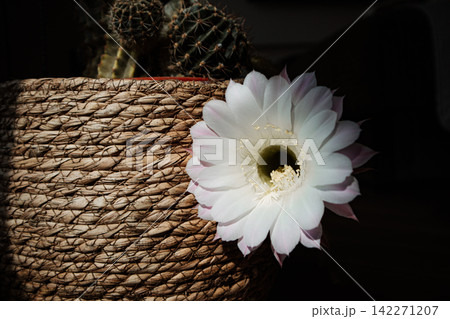 White cactus flower blooming beside a woven planter, with a dark moody background and strong warm sunlight. Desert plant and rustic decor for home. White cactus flower blooming beside a woven planter, with a dark moody background and strong warm sunlight. Desert plant and rustic decor for home. 142271207