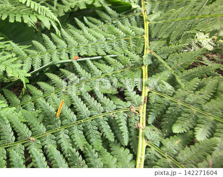 Vibrant green fern with delicate leaves captured in nature's embrace Vibrant green fern with delicate leaves captured in nature's embrace 142271604