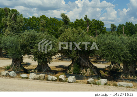 Ancient olive trees standing tall under a vibrant sky in a tranquil landscape 142271612