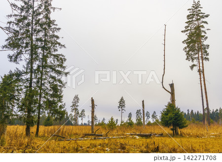 Sparse pine trees and deadwood in autumn meadow beneath overcast sky and distant forest Sparse pine trees and deadwood in autumn meadow beneath overcast sky and distant forest 142271708