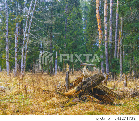 Mossy stump and fallen log in mixed conifer forest clearing with dry grass and soft daylight Mossy stump and fallen log in mixed conifer forest clearing with dry grass and soft daylight 142271738