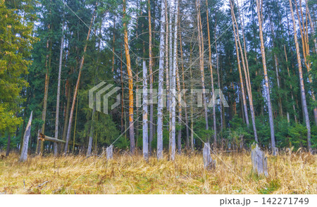 Tranquil forest clearing with weathered tree stumps, slender pine trunks, and soft autumn light Tranquil forest clearing with weathered tree stumps, slender pine trunks, and soft autumn light 142271749