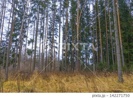 Tall pine trees rising from dried meadow beside woodland edge under cool overcast sky 142271750