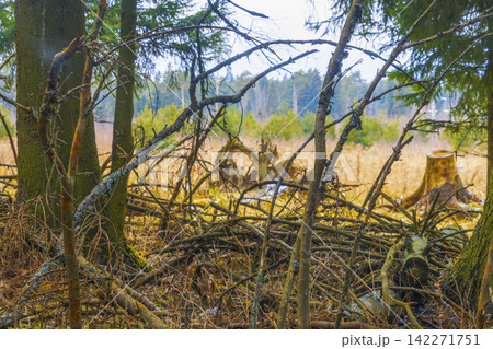 Dense forest underbrush with fallen branches and mossy tree trunks at woodland edge 142271751