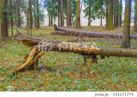 Fallen mossy tree trunk lying on forest floor among spring groundcover under tall evergreen canopy Fallen mossy tree trunk lying on forest floor among spring groundcover under tall evergreen canopy 142271774
