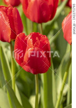 Bold red tulips in full bloom on a sunny day Bold red tulips in full bloom on a sunny day 142271793