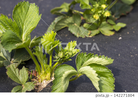 Strawberries growing at the farm, close up 142271804