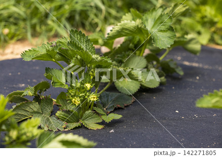 Strawberries growing at the farm, close up 142271805