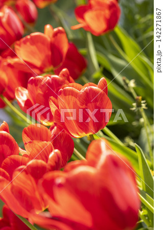 Beautiful view of red tulips under sunlight landscape at the middle of spring or summer Beautiful view of red tulips under sunlight landscape at the middle of spring or summer 142271867