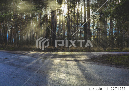 Beautiful sunny day in late autumn pine forest. Sun rays through the trees. View from asphalt road 142271951