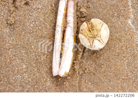 Empty shell of a sea potato or common heart urchin, Echinocardium cordatum, beside a razor clam shell on wet on North See beach. Topy view, selective focus Empty shell of a sea potato or common heart urchin, Echinocardium cordatum, beside a razor clam shell on wet on North See beach. Topy view, selective focus 142272206