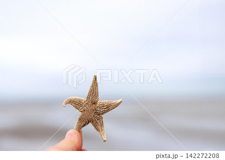 Hand holding common starfish washed ashore on North Sea beach. Copy space. Shallow depth of field. Hand holding common starfish washed ashore on North Sea beach. Copy space. Shallow depth of field. 142272208