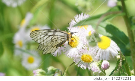 ヒメジョオンの蜜を吸うウスバシロチョウ ヒメジョオンの蜜を吸うウスバシロチョウ 142272231