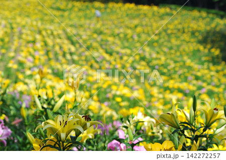 黄色いユリと一面に広がる夏の花畑の背景 黄色いユリと一面に広がる夏の花畑の背景 142272257