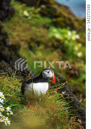 Atlantic Puffin on Mossy Rock Iceland 142272388