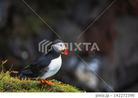 Atlantic Puffin Portrait on Grass in Iceland Atlantic Puffin Portrait on Grass in Iceland 142272390