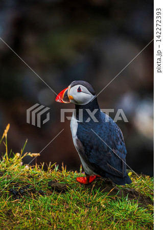 Puffin Standing on Moss in Iceland Puffin Standing on Moss in Iceland 142272393