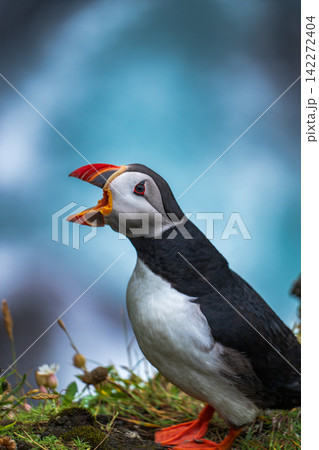 Atlantic Puffin Portrait Iceland Atlantic Puffin Portrait Iceland 142272404