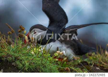 Atlantic Puffin in Flight Over Coastal Moss and Vegetation Iceland Atlantic Puffin in Flight Over Coastal Moss and Vegetation Iceland 142272405