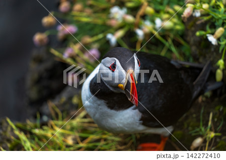 Atlantic Puffin Portrait in Iceland Natural Habitat with Coastal Flowers 142272410