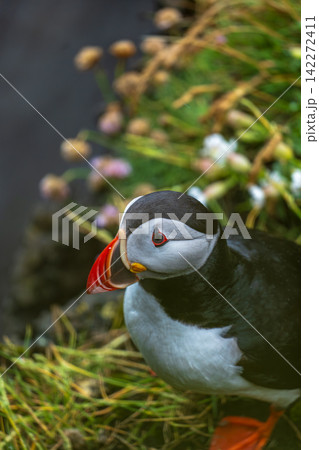 Atlantic Puffin Portrait Iceland Coastal Wildlife Atlantic Puffin Portrait Iceland Coastal Wildlife 142272411