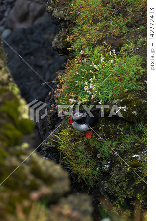 Atlantic Puffin on Rocky Coastal Cliff with Wildflowers Iceland Atlantic Puffin on Rocky Coastal Cliff with Wildflowers Iceland 142272413