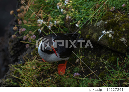 Puffin in Iceland Coastal Habitat with Arctic Flowers 142272414
