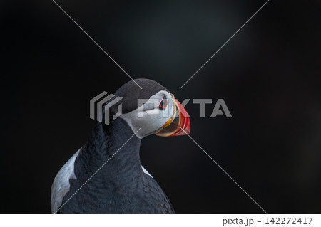 Atlantic Puffin Portrait Against Dark Background Iceland Atlantic Puffin Portrait Against Dark Background Iceland 142272417
